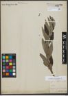 Foto von Salix viminalis L.